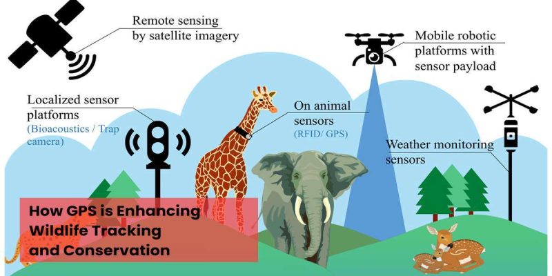 How GPS is Enhancing Wildlife Tracking and Conservation